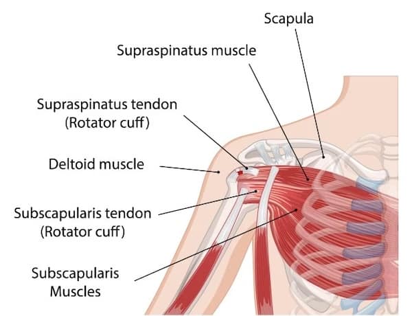 Rotator cuff anatomy shoulder blade muscles movement coordination